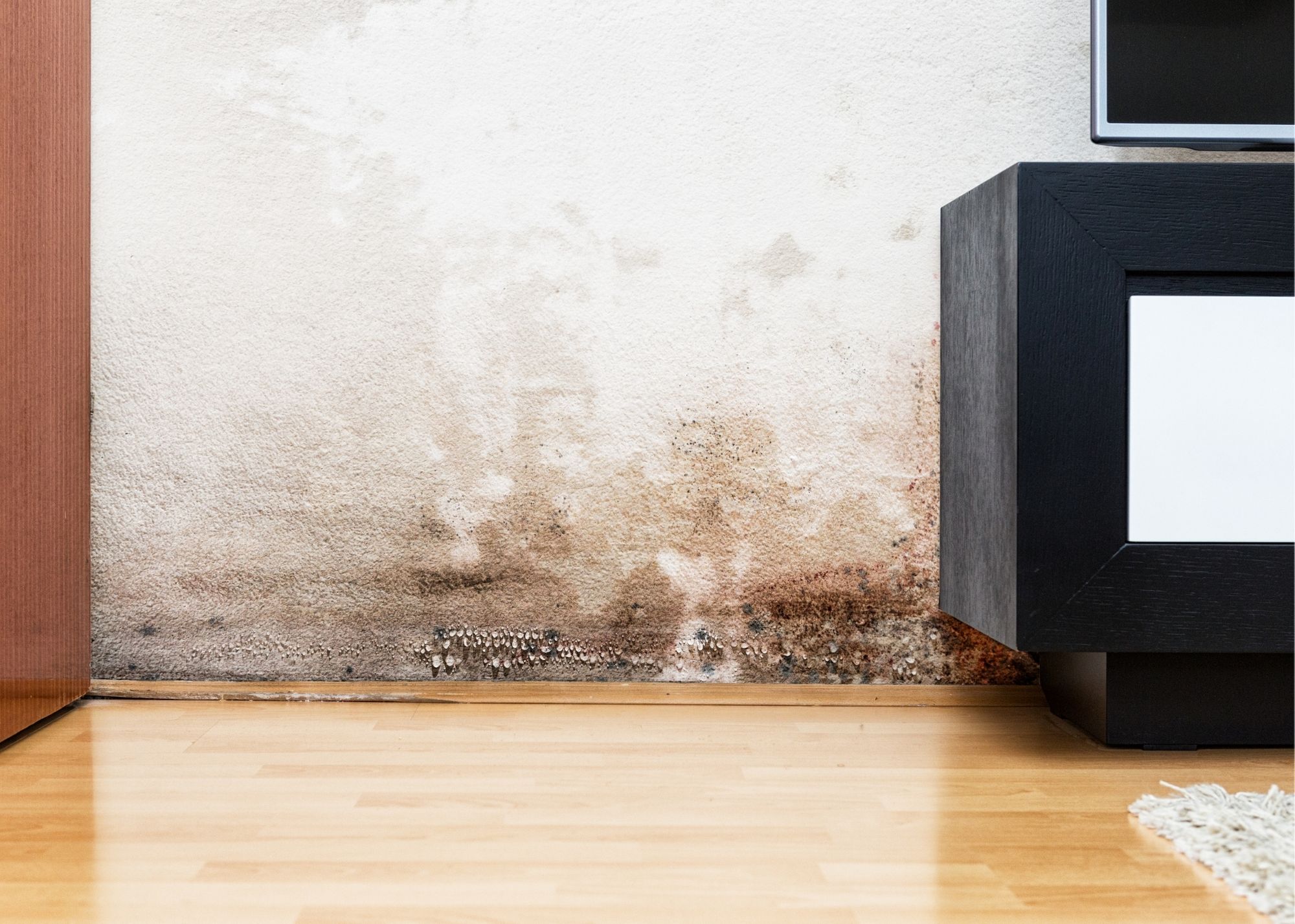 Technician inspecting mold along a baseboard in Overland Park, KS